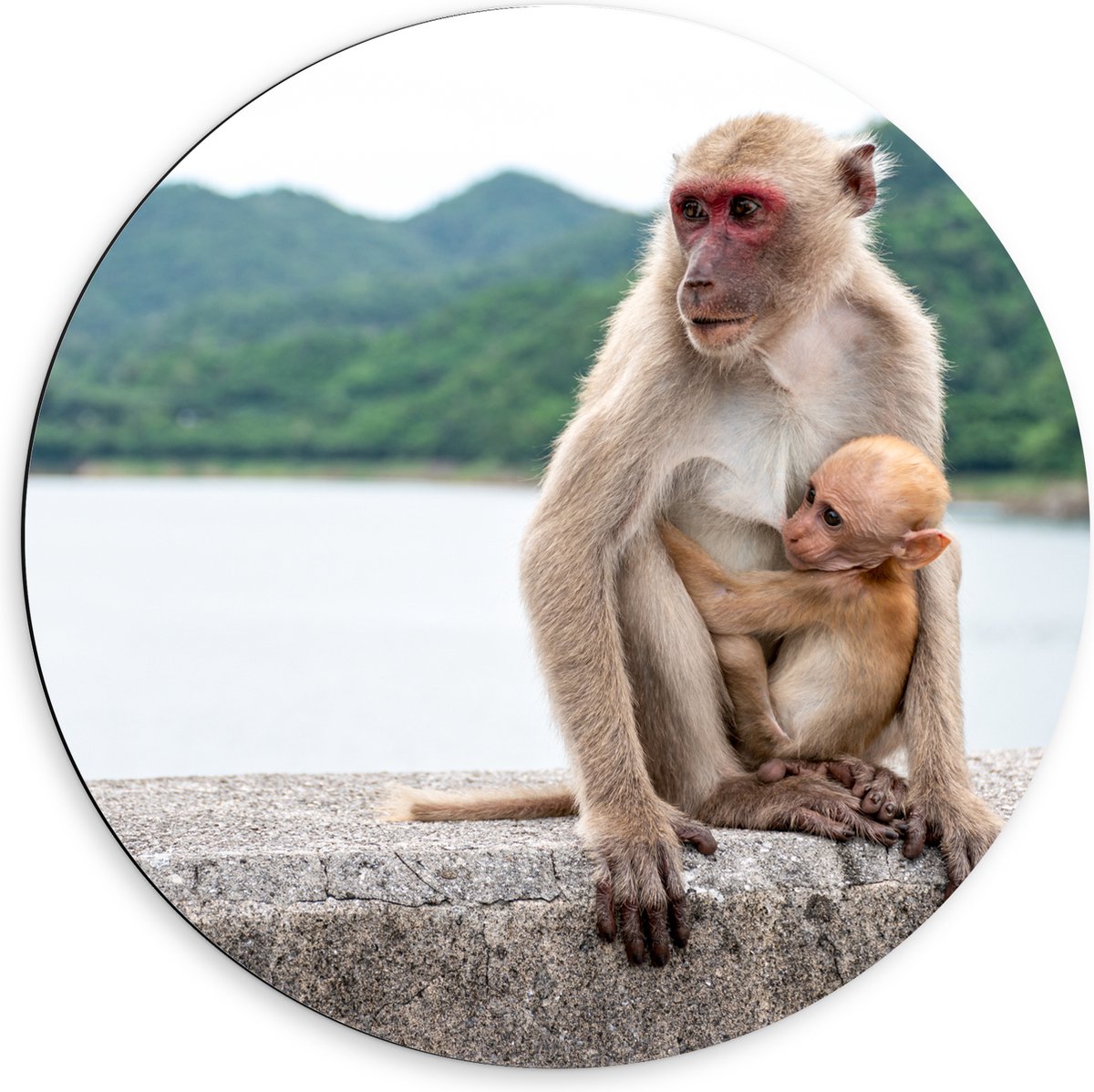 Dibond Muurcirkel - Baby Aap Hangend bij Moederaap op Stenen Rand - 60x60 cm Foto op Aluminium Muurcirkel (met ophangsysteem)
