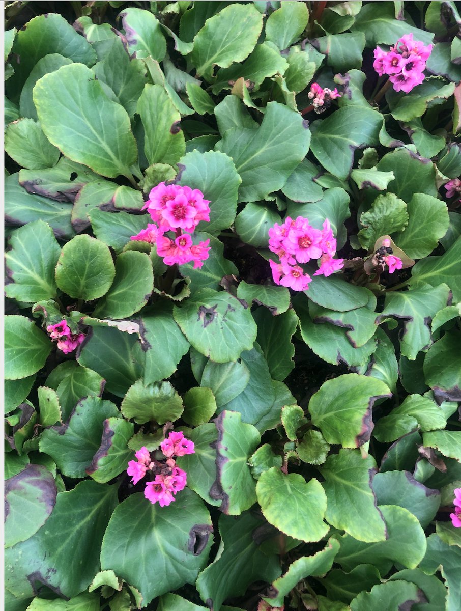 6 x Bergenia hybr. 'Morgenröte' - Schoenlappersplant in pot 9 x 9 cm