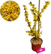Forsythia intermedia 'Flojor' Minigold sierheerster, 2 liter pot