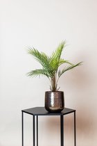 Chamaedorea - Palmier des montagnes - 50 cm - plante artificielle