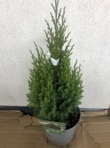 Juniperus chinensis 'Stricta' - Chinese Jeneverbes 30 - 40 cm in pot