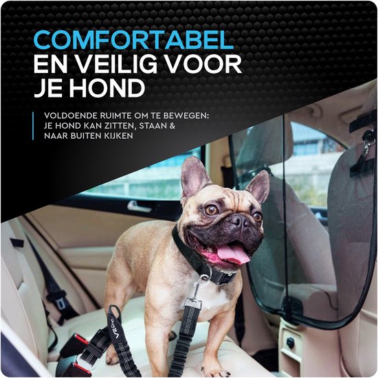 Franse bulldog in een auto, vastgegespt met een zwarte hondenautogordel.