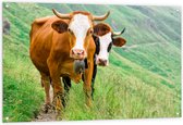 Tuinposter – Twee Koeien met Horens in Begroeid Landschap - 120x80 cm Foto op Tuinposter (wanddecoratie voor buiten en binnen)