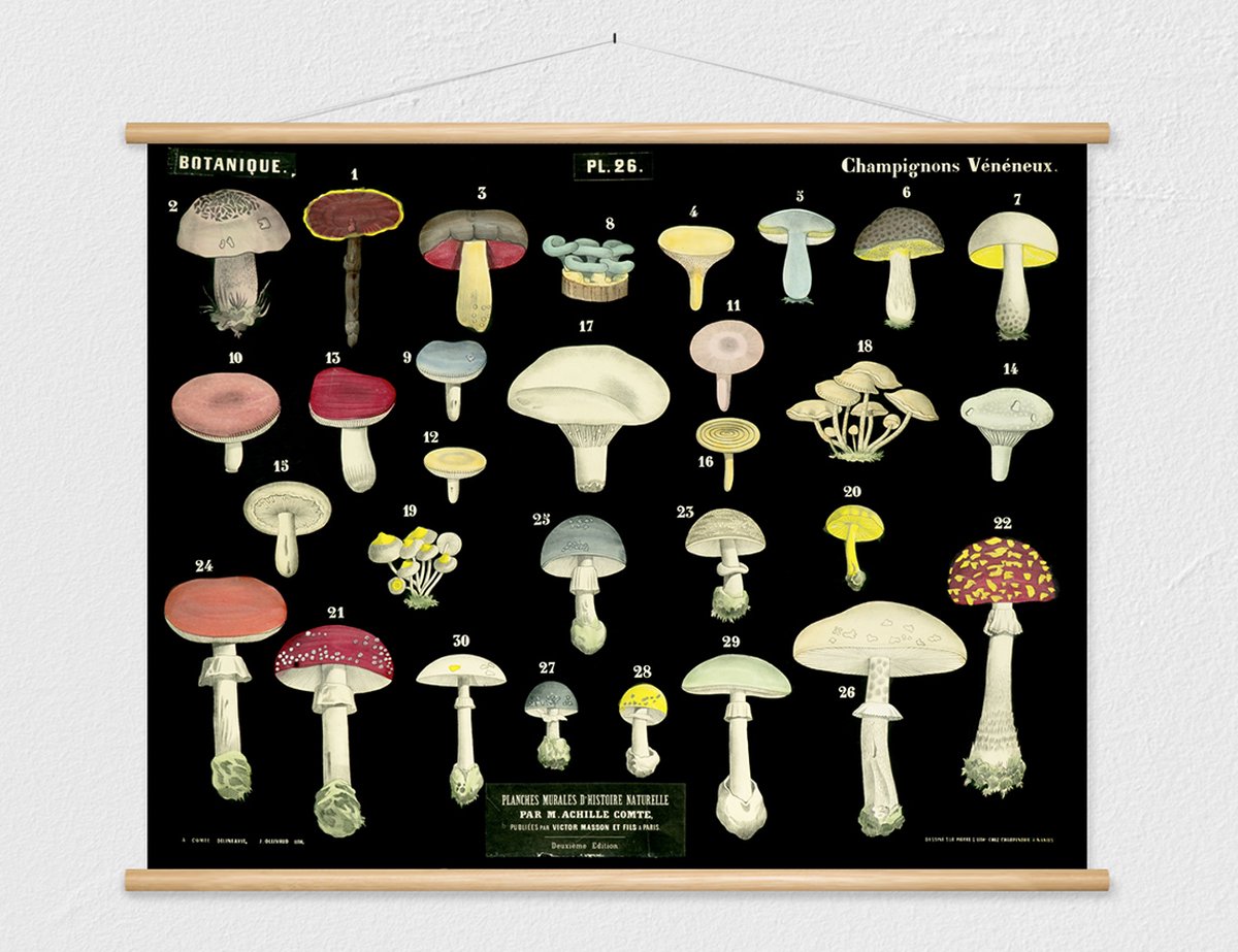 wallchart unlimited Heruitgave van vintage antieke Franse schoolplaat - Giftige paddenstoelen zwart, groen, geel, rood