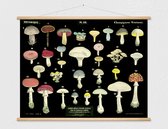Heruitgave van vintage antieke Franse schoolplaat - Giftige paddenstoelen