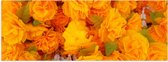 Poster Glanzend – Struik van Oranje Klaprozen - 60x20 cm Foto op Posterpapier met Glanzende Afwerking