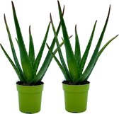 Aloë Vera - 2 stuks - Ø 12 cm - Hoogte: 40cm - Plant - Kamerplant - Vetplant - Succulent - Aloë - luchtzuiverend - makkelijk te onderhouden