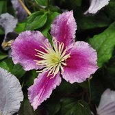 Clematis 'Piilu' - Bosrank - 50-60 cm in pot: Vroege en rijkbloeiende klimplant met grote roze en lichtpaarse bloemen.