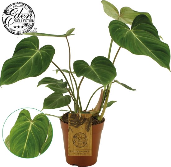 Philodendron Gloriosum - Kamerplant met hartvormig blad - Potmaat 15 | bol