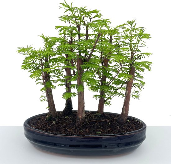 Maceta Bonsai KENTIS - Bonsái Serissa Foetida - Bonsái De Interior Y Exterior - Plantas Ornamentales Auténticas - H 25-35 Cm 20 Cm | Leroy Merlin Bonsai Frutales