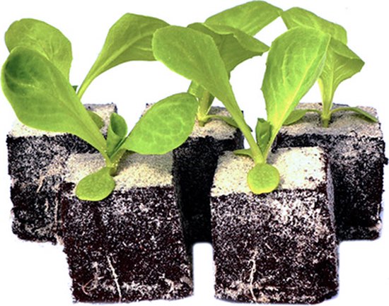 Romeinse sla plantjes – 12 sla plantjes