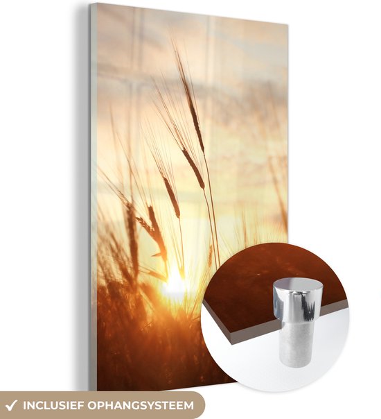 MuchoWow - Peinture sur verre - Photo sur verre - Roseau - Herbe - Soleil - Nature - 40x60 cm - Image sur verre - Décoration murale - Peinture nature - Verre acrylique