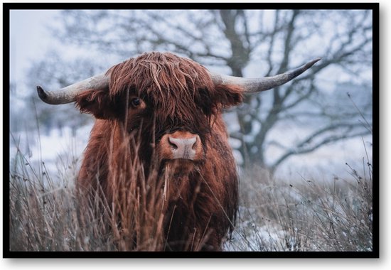 Schotse hooglander sneeuw - Fotoposter 60x40 met Lijst