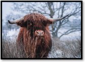 Schotse hooglander sneeuw - Fotoposter 70x50 met Lijst