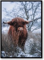 Schotse hooglander sneeuw - Fotoposter 50x70 met Lijst