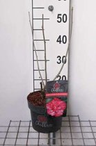 Hibiscus syriacus 'Magenta Chiffon' - Altheastruik 40 - 60 cm in pot