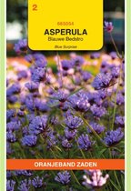 Gaillet Blue Surprise (Asperula tinctoria)