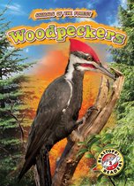 Animals of the Forest - Woodpeckers