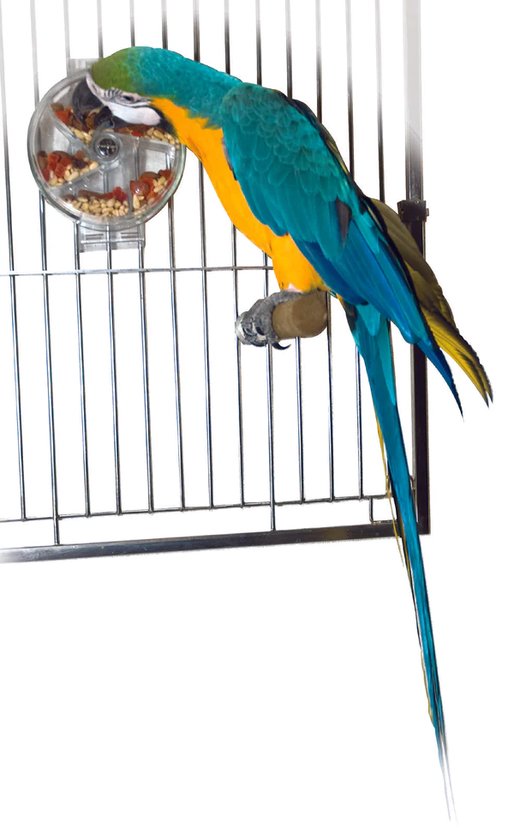Shop jouw vogelspeelgoed, vogelkooi en vogelvoer bij Maya's Vogelshop – Maya´s Vogelshop