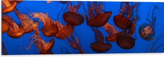 WallClassics - Dibond - Zee van Oranje Kwallen in de Zee - 120x40 cm Foto op Aluminium (Met Ophangsysteem)