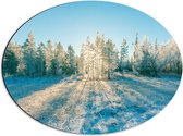 Dibond Ovaal - Ochtend Zonnestralen over Wit IJslandschap - 56x42 cm Foto op Ovaal (Met Ophangsysteem)