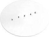 WallClassics - PVC Schuimplaat Ovaal - Zwarte Vogels Vliegend in Lijn op Witte Achtergrond - 40x30 cm Foto op Ovaal (Met Ophangsysteem)