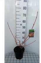 Cornus sanguinea 'Magic Flame' - Rode Kornoelje 40 - 50 cm in pot