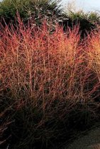 Cornus sanguinea 'Winter Beauty' - Rode Kornoelje 40 - 60 cm in pot