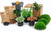 Planten terrarium pakket - Urban Jungle 5 - Coffea - Varen - Palm - 2x Fittonia - Navulling & Startpakket