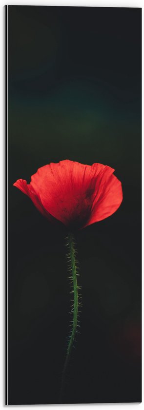 WallClassics - Dibond - Rode Eenzame Bloem - 20x60 cm Foto op Aluminium (Wanddecoratie van metaal)