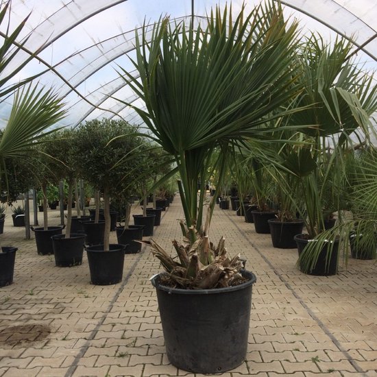 Winterharde palm soorten: 11 palmbomen die goed tegen vorst kunnen 15 Dwergpalm Minor Sabal minor - hoogte 80-125 cm
