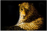 WallClassics - Poster Glossy - Sunlight on Panther - 60x40 cm Photo sur Papier Poster avec Finition Brillante