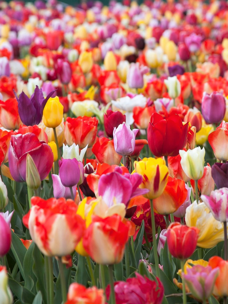 250x Tulpen 'Pluktuin mix' - BULBi® Bloembollen met bloeigarantie