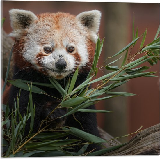 Acrylglas - Rode Panda tussen de Bladeren op Boomstammen - 50x50 cm Foto op Acrylglas (Met Ophangsysteem)