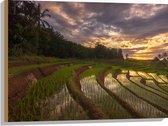 Hout - Rijstvelden Vol Regenwater in Indonesië - 80x60 cm - 9 mm dik - Foto op Hout (Met Ophangsysteem)