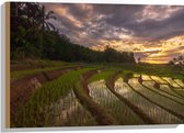 Hout - Rijstvelden Vol Regenwater in Indonesië - 75x50 cm - 9 mm dik - Foto op Hout (Met Ophangsysteem)
