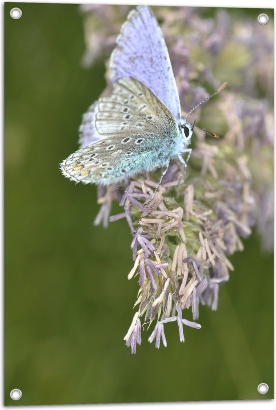 Foto: Tuinposter vlinder met blauwkleurige vleugels op paarse bloemen 50x75 cm foto op tuinposter wanddecoratie voor buiten en binnen 