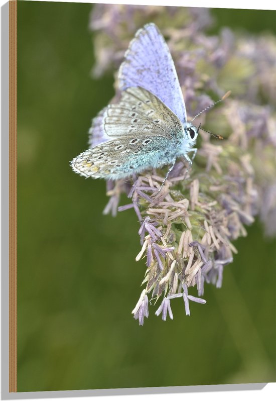 Hout - Vlinder met Blauwkleurige Vleugels op Paarse Bloemen - 60x90 cm - 9 mm dik - Foto op Hout (Met Ophangsysteem)