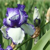6x Baardiris - Iris Germanica ‘Loop the Loop’ - Pot 9x9cm