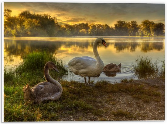 PVC Schuimplaat - Familie Zwanen bij het Meer in Ochtendzon - 40x30 cm Foto op PVC Schuimplaat (Met Ophangsysteem)