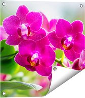 Gards Tuinposter Roze Orchidee Bloemen - 50x50 cm - Tuindoek - Tuindecoratie - Wanddecoratie buiten - Tuinschilderij
