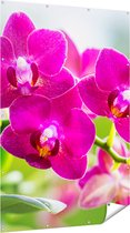 Gards Tuinposter Roze Orchidee Bloemen - 120x180 cm - Tuindoek - Tuindecoratie - Wanddecoratie buiten - Tuinschilderij