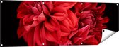 Gards Tuinposter Rode Dahlia Bloemen - 150x50 cm - Tuindoek - Tuindecoratie - Wanddecoratie buiten - Tuinschilderij