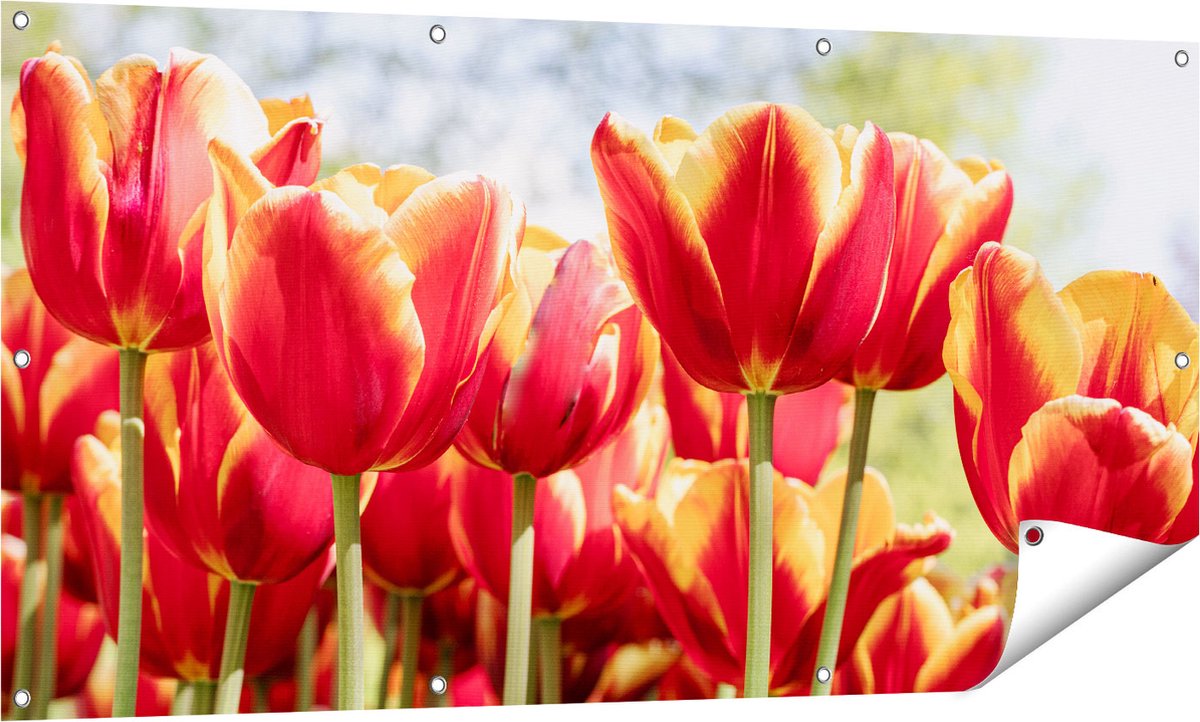 Gards Tuinposter Oranje Rode Tulpen - 140x70 cm - Tuindoek - Tuindecoratie - Wanddecoratie buiten - Tuinschilderij Multikleur