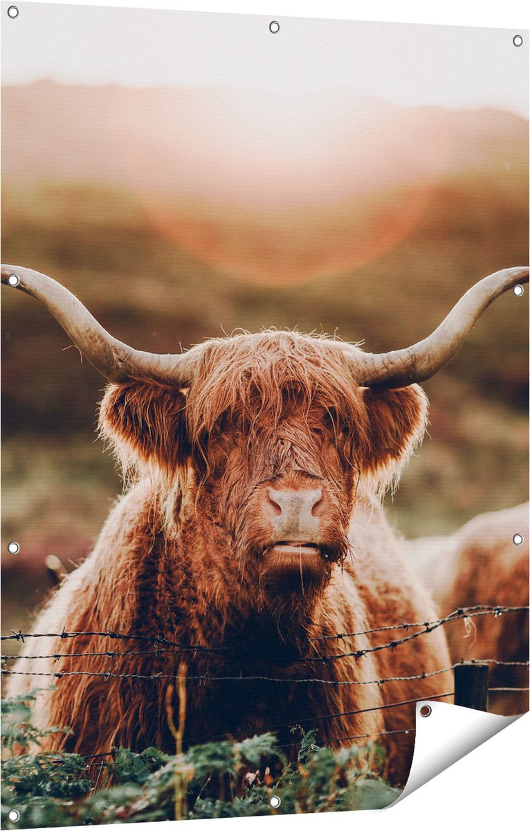 Gards Tuinposter Schotse Hooglander Koe in de Zon - 90x120 cm - Tuindoek - Tuindecoratie - Wanddecoratie buiten - Tuinschilderij Multikleur