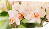 Gards Tuinposter Gestreepte Witte Orchidee Bloemen - 180x90 cm - Tuindoek - Tuindecoratie - Wanddecoratie buiten - Tuinschilderij