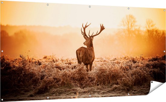 Gards Affiche de jardin Cerf dans le pré au lever du soleil - 200x100 cm - Toile jardin - Décoration de jardin - Décoration murale extérieur - Tableau jardin