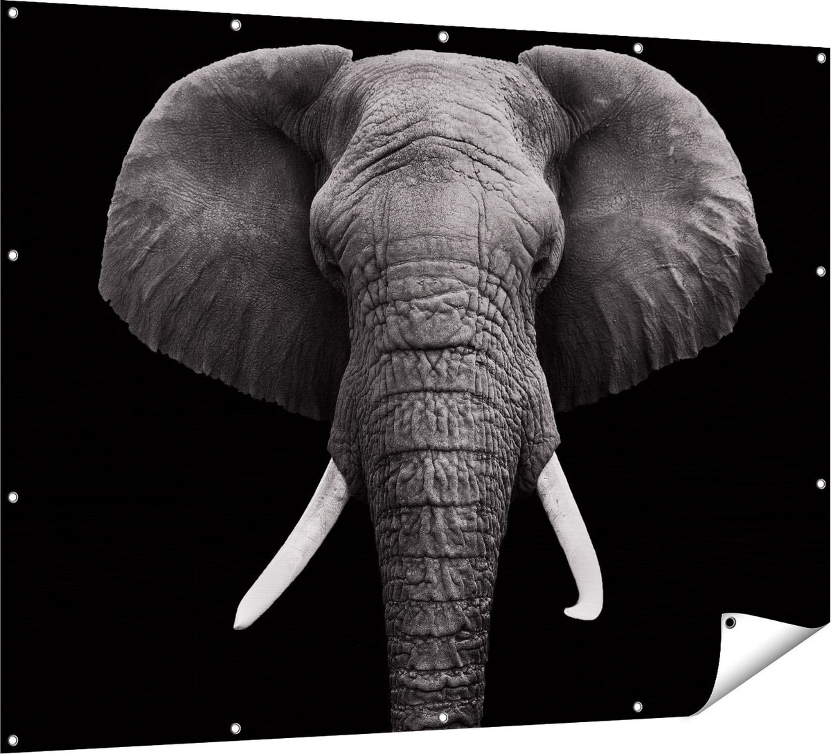 Gards Tuinposter Olifantenkop - Olifant - Zwart Wit - 160x120 cm - Tuindoek - Tuindecoratie - Wanddecoratie buiten - Tuinschilderij Multikleur
