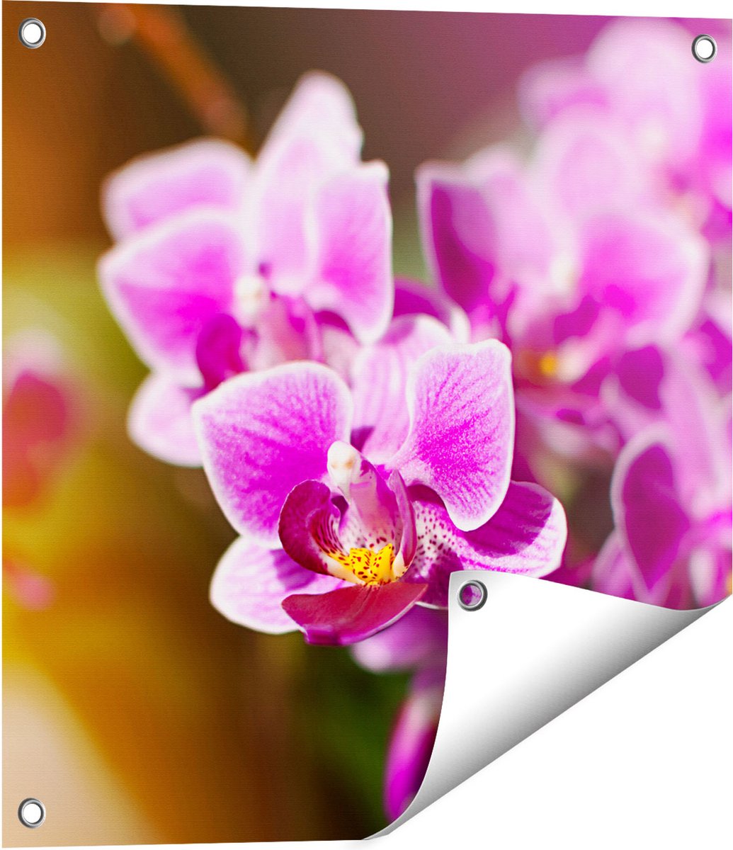Gards Tuinposter Paarse Orchidee Bloemen - 50x50 cm - Tuindoek - Tuindecoratie - Wanddecoratie buiten - Tuinschilderij Multikleur
