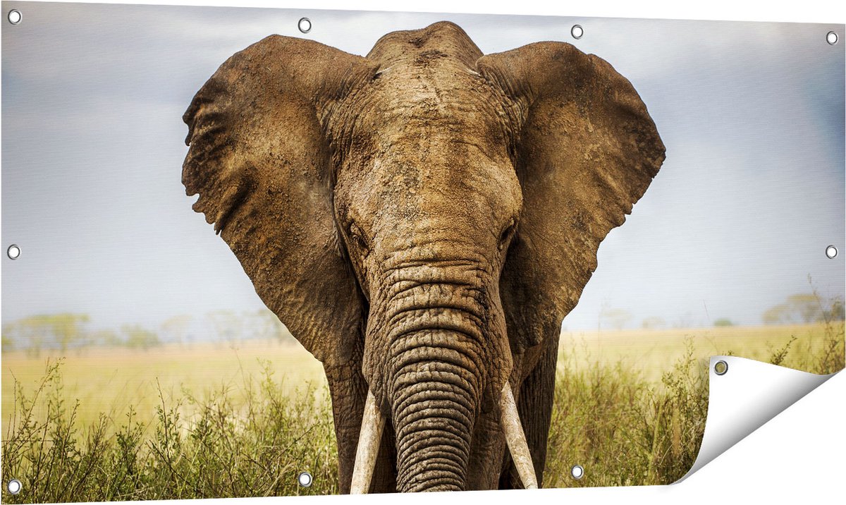Gards Tuinposter Olifant in het Wild - Kleur - 120x60 cm - Tuindoek - Tuindecoratie - Wanddecoratie buiten - Tuinschilderij Multikleur